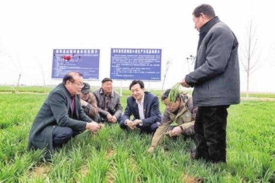 西华县委书记林鸿嘉(右三)在红花镇张庄村查看示范田小麦.